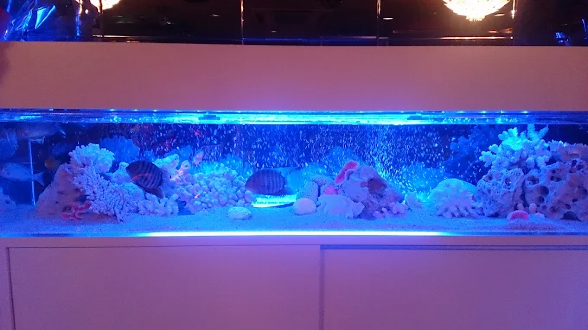 バーマーメイド（Bar Mermaid）の店舗画像